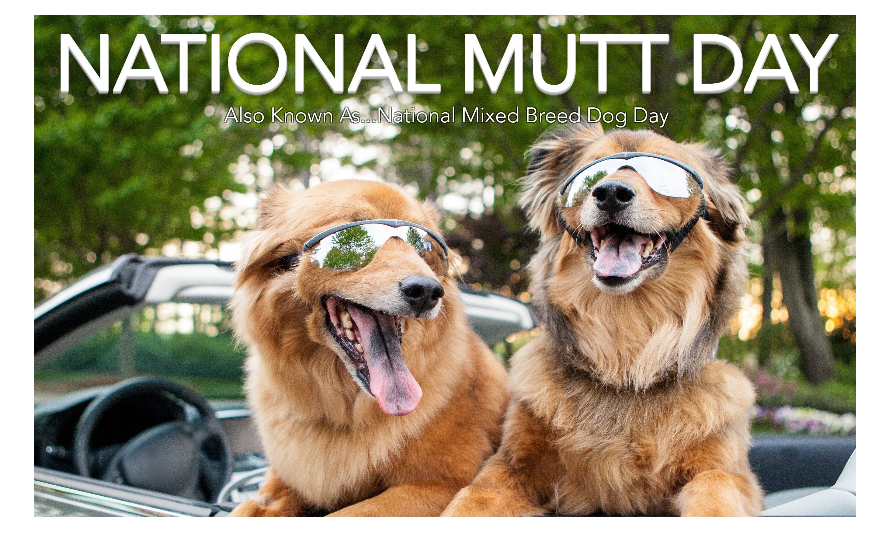 National Mutt Day Border