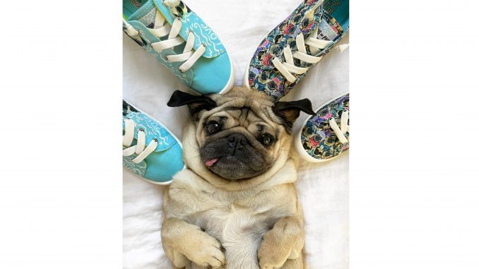 Skechers Doug Border