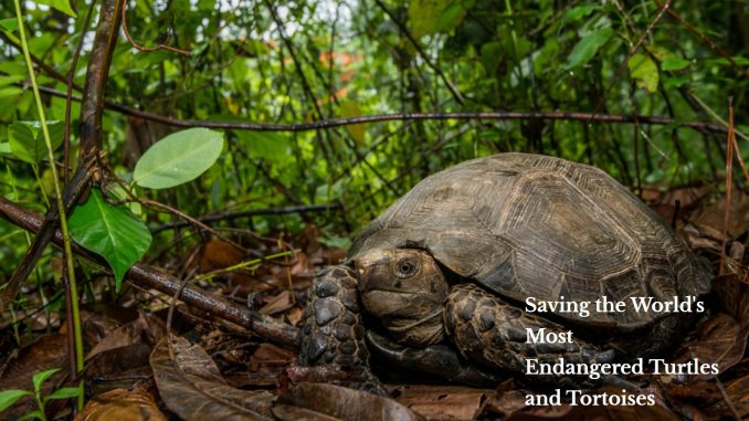 Turtlemania